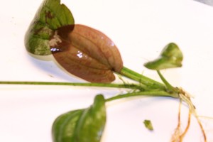 Изображение 4098.jpg