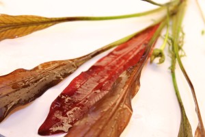 Изображение 4106.jpg