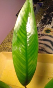 20170101_155305.jpg