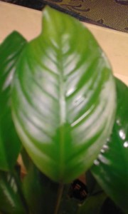 20170101_160354.jpg