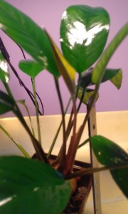 20170122_135720.jpg