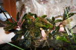 Bucephalandra sp. Brownie Brown (2).jpg