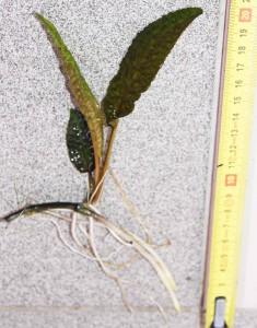 Cryptocoryne hudoroi 2.jpg