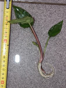 Cryptocoryne noritoi 1.jpg