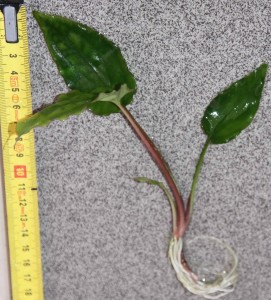 Cryptocoryne noritoi 2.jpg