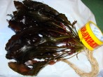 DSC00938.JPG