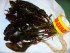 DSC00938.JPG