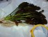 DSC00939.JPG