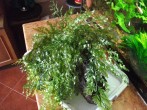 DSCF2521.JPG