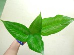 DSCN4711.JPG