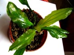 Echinodorus sp. %22Keryukeon%22 Sao Miguel-1.jpg