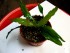 Echinodorus sp. %22Keryukeon%22 Sao Miguel-2.jpg