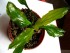 Echinodorus sp. %22Keryukeon%22 Sao Miguel-3.jpg