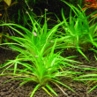 Eriocaulon-Parkeri-Aquatic-plant-for-sale-and-where-to-buy-AquaticMag.jpg