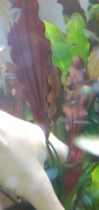 IMG_20170123_155630.jpg