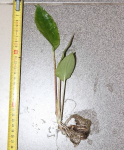 Lagenandra nairii .jpg