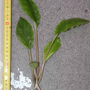 Lagenandra nairii2.jpg