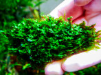 Loxogramme sр. Wave moss1.jpg