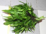 Microsorum pteropus2.jpg