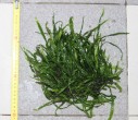 Microsorumpteropus %22Narrow%221.jpg