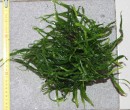 Microsorumpteropus %22Narrow%222.jpg