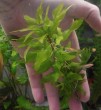 Penthorum-1.jpg