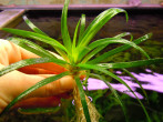 copy_318_copy_776_copy_403_copy_389_copy_640_copy_673_DSCN3045.jpg