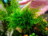 copy_337_Singapore-moss.jpg
