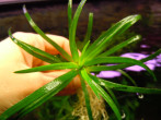 copy_477_copy_379_copy_729_copy_989_copy_409_copy_269_DSCN3043.jpg