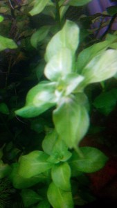 copy_535_IMG_20161222_1636191.jpg