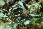 copy_85_002-2.jpg