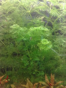 copy_917_030720161584.jpg