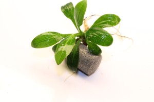 Изображение 4176.jpg