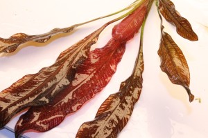 Изображение 4199.jpg