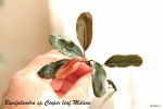 Bucephalandra sp Cooper leaf Melawi.JPG