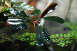 Bucephalandra sp. Brownie Brown (1).jpg