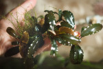 Bucephalandra sp. Copper Leaf Melawi, West Kalimantan (2).jpg