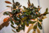 Bucephalandra sp. Gost long leaf.jpg