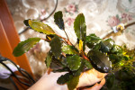 Bucephalandra sp. Theia -3.jpg