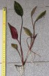 Cryptocoryne cordata.jpg