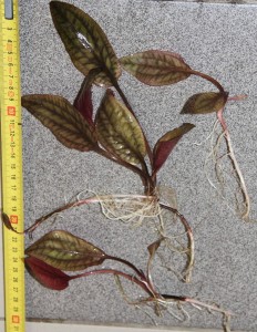 Cryptocoryne cordata var siamensis 000.jpg