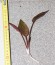 Cryptocoryne cordata var. siamensis.jpg