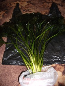 DSCF2390.JPG