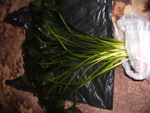 DSCF2390.JPG