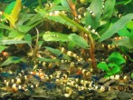 DSCN0512.JPG