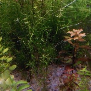 DSC_3040 - копия.JPG