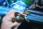 DSC_4611.JPG