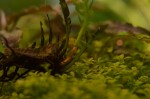 DSC_7315.JPG