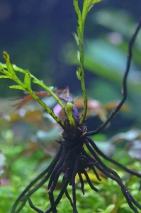 DSC_7322.JPG