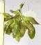 Echinodorus «Ozelot green»11.jpg